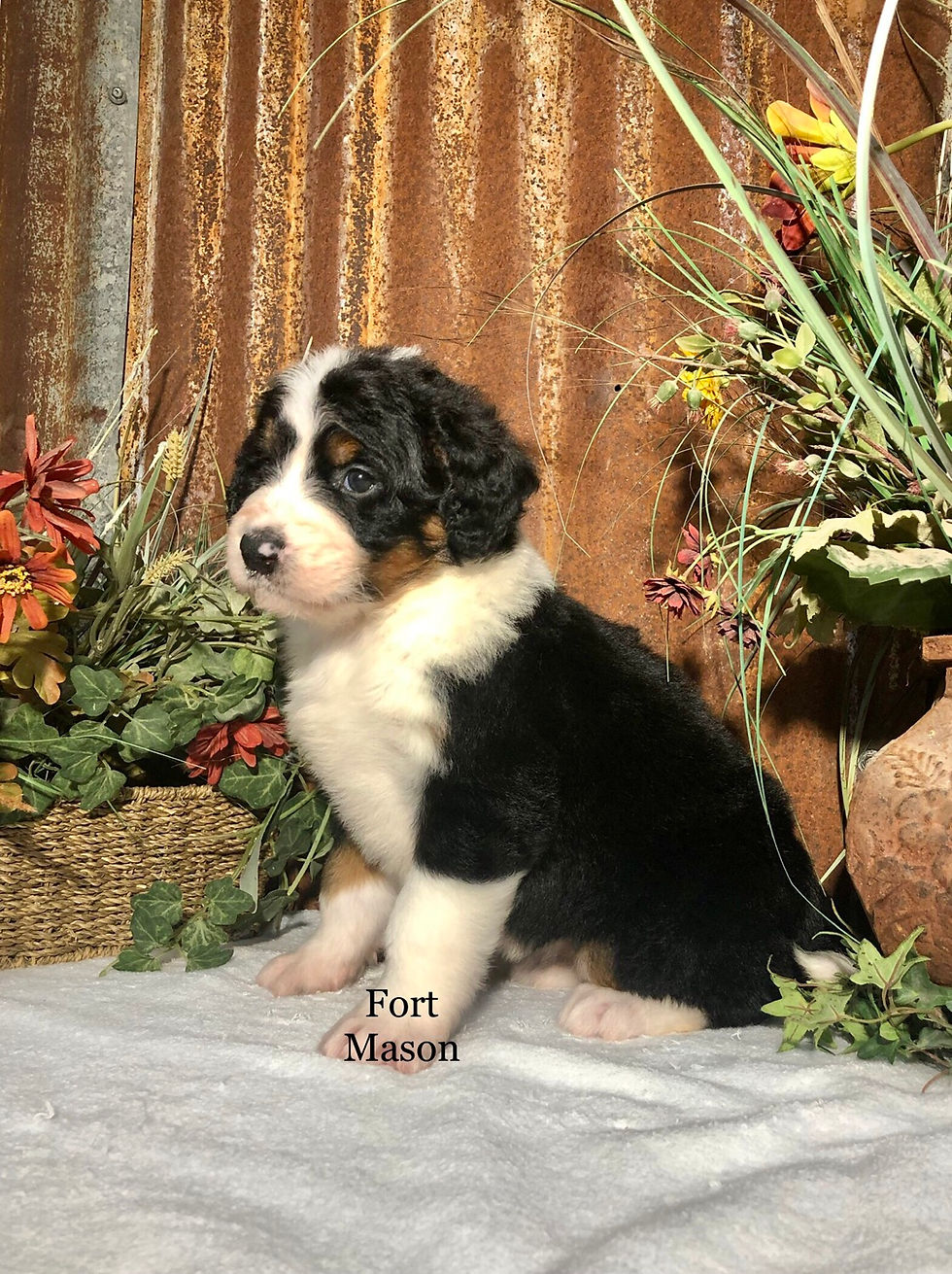 Thumbnail: Hazel (Reserved)