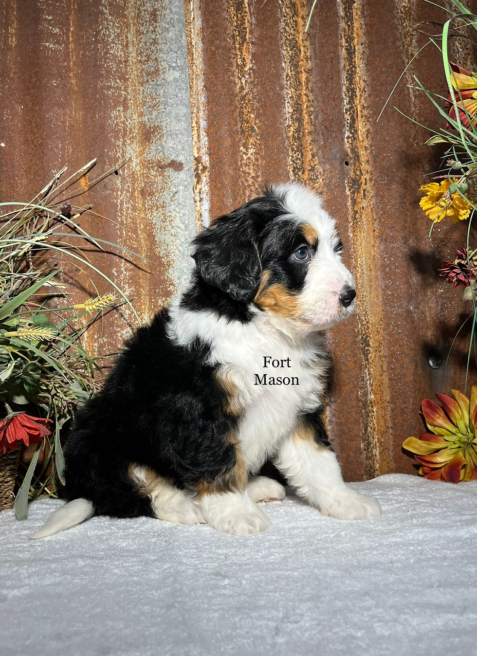 Thumbnail: Zelma (Reserved)
