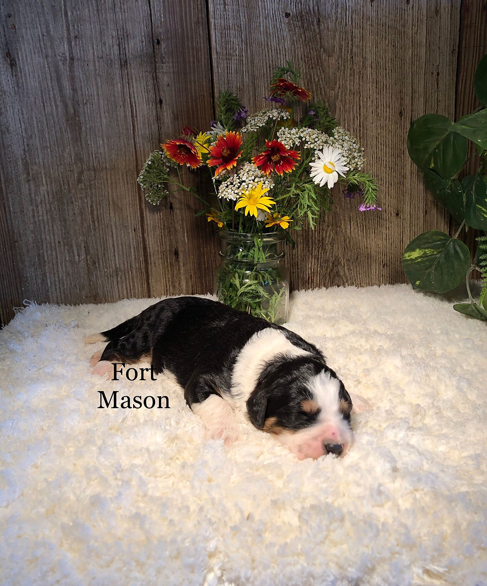 Thumbnail: Roxie (Reserved)
