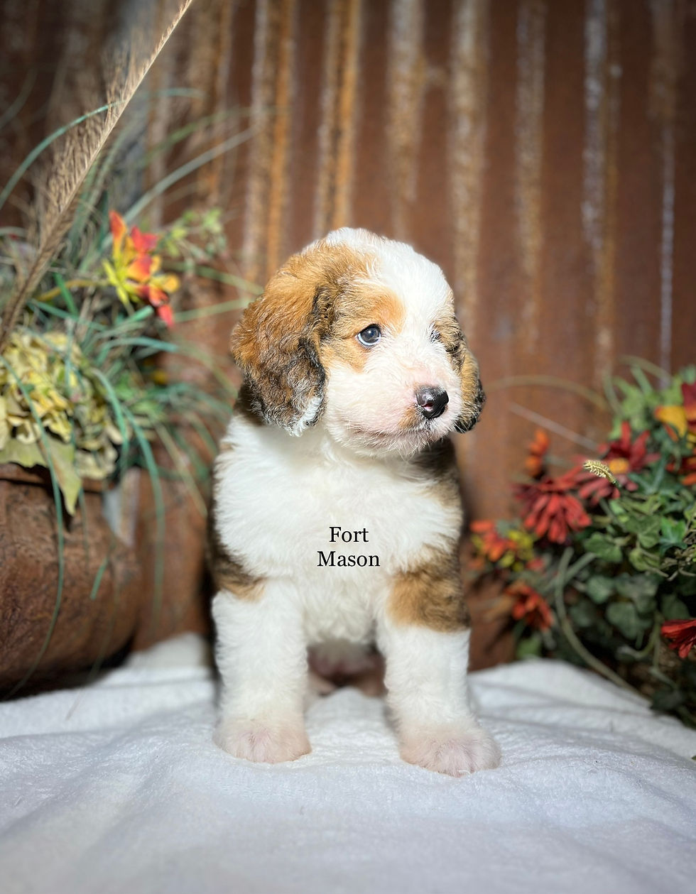 Thumbnail: Iris (Reserved)