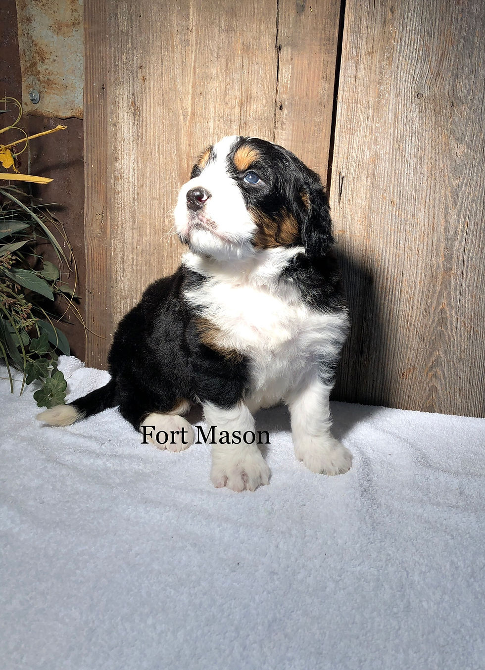 Thumbnail: Matilda (Reserved)