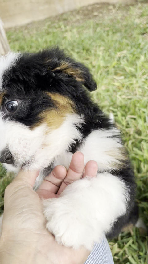 Thumbnail: Oscar (Reserved)