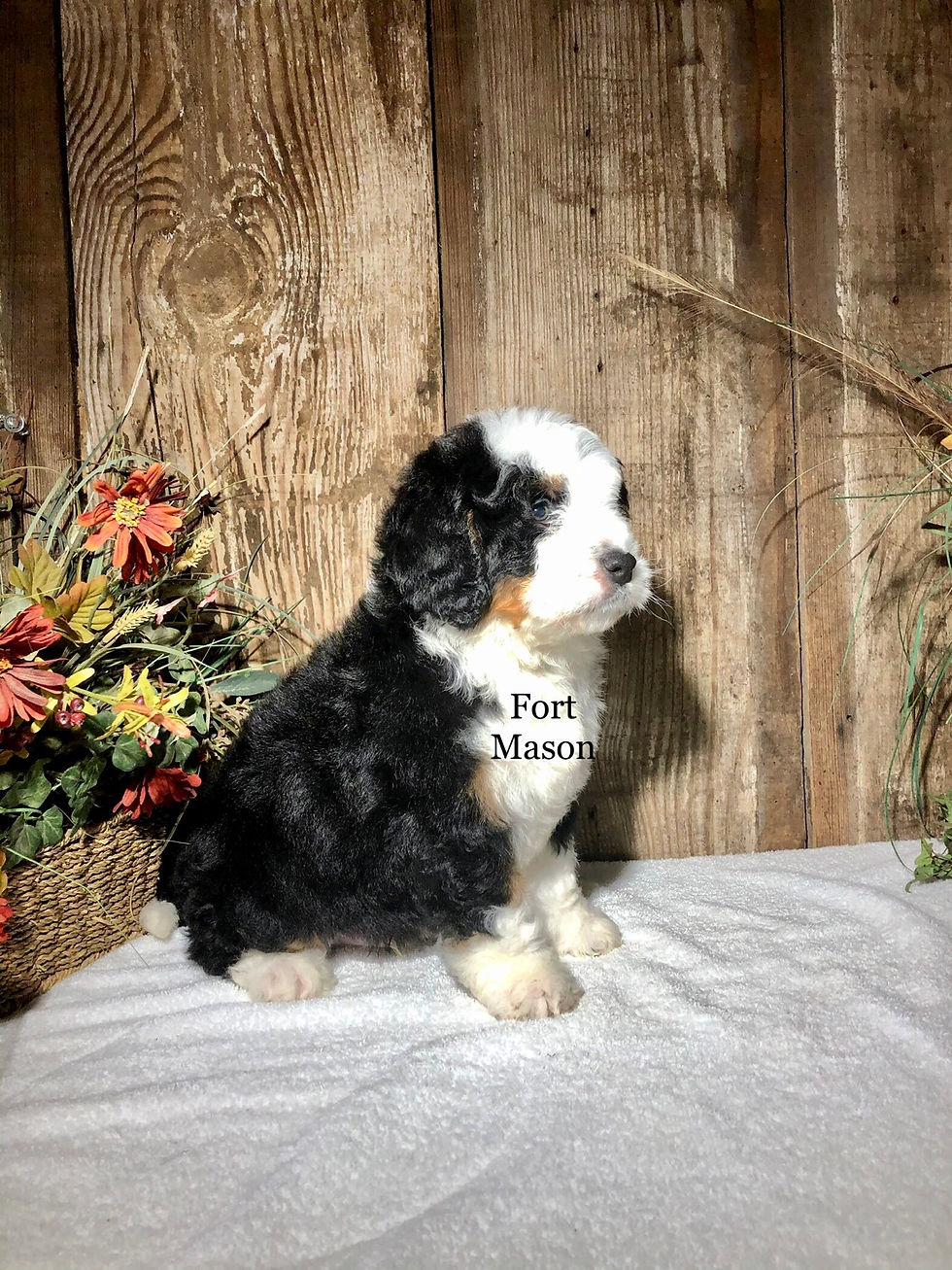 Thumbnail: Oscar (Reserved)