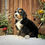 Thumbnail: Hazel (Reserved)