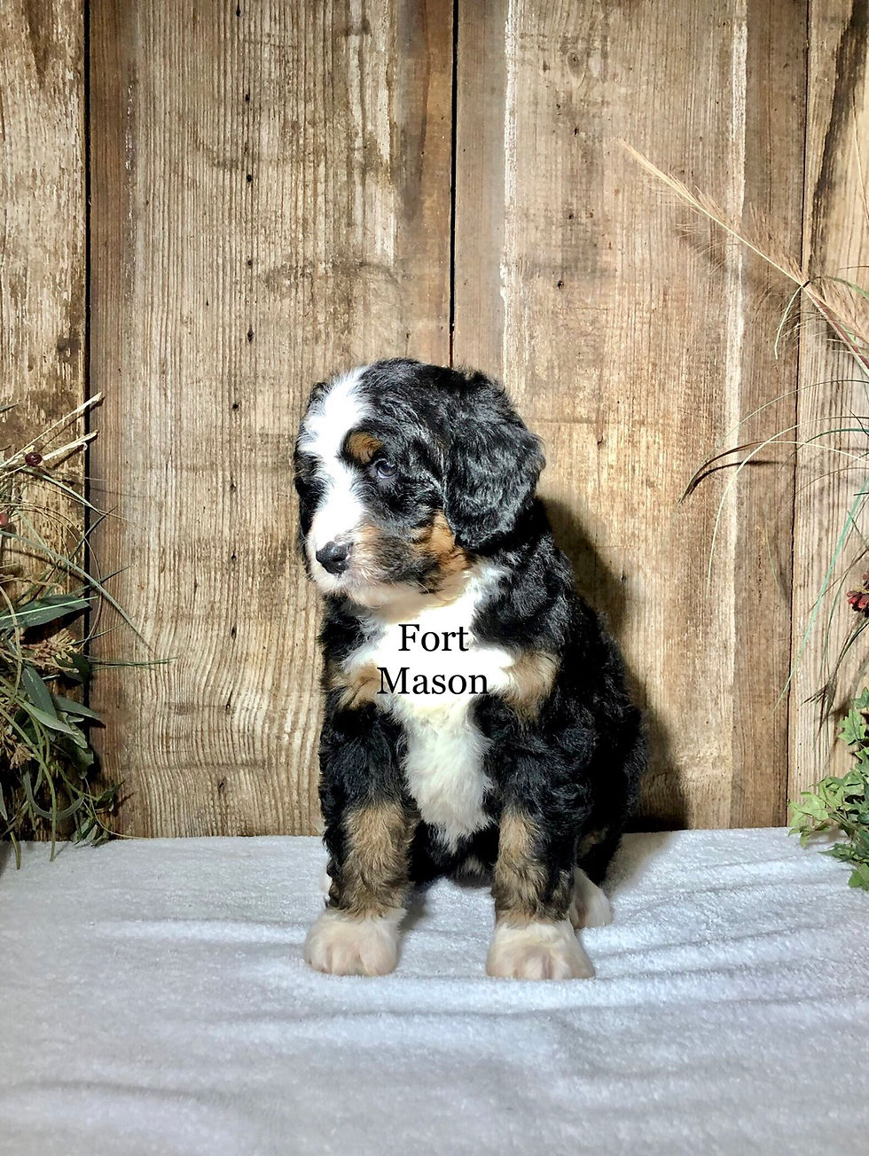 Thumbnail: Kassie (Reserved)