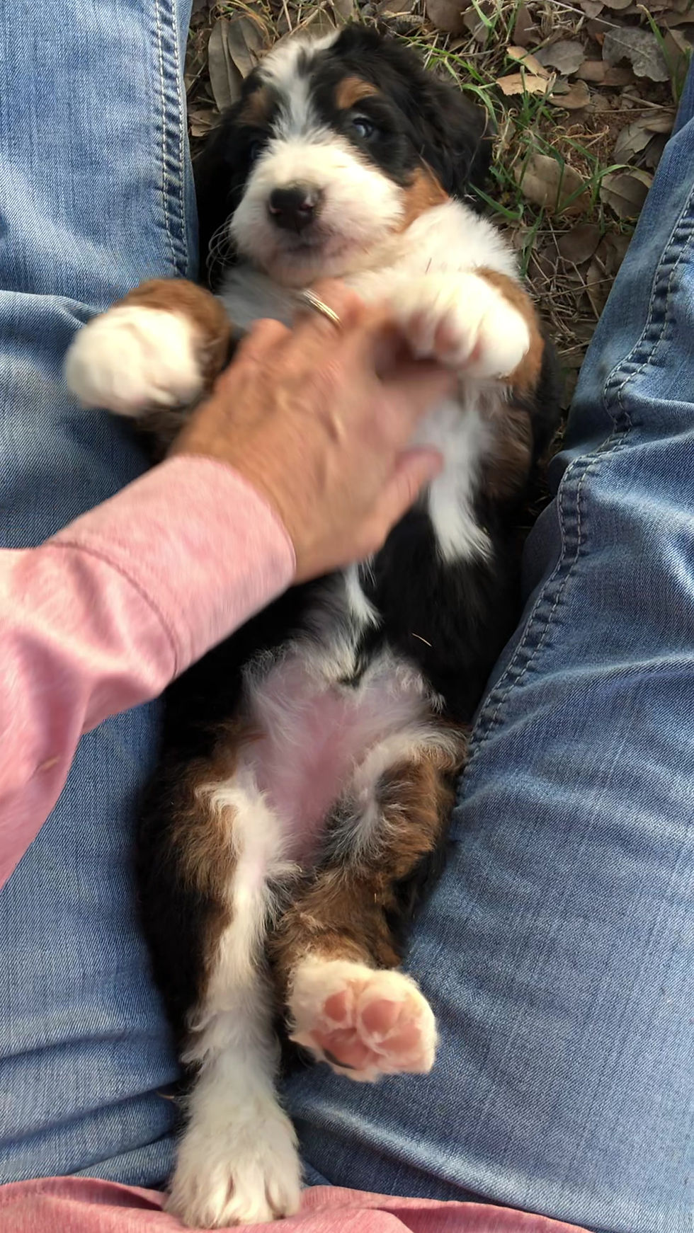 Thumbnail: Lola (Reserved)