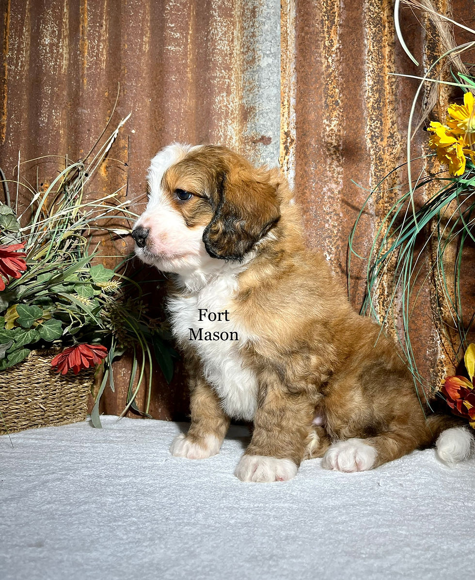 Thumbnail: Wallace (Reserved)
