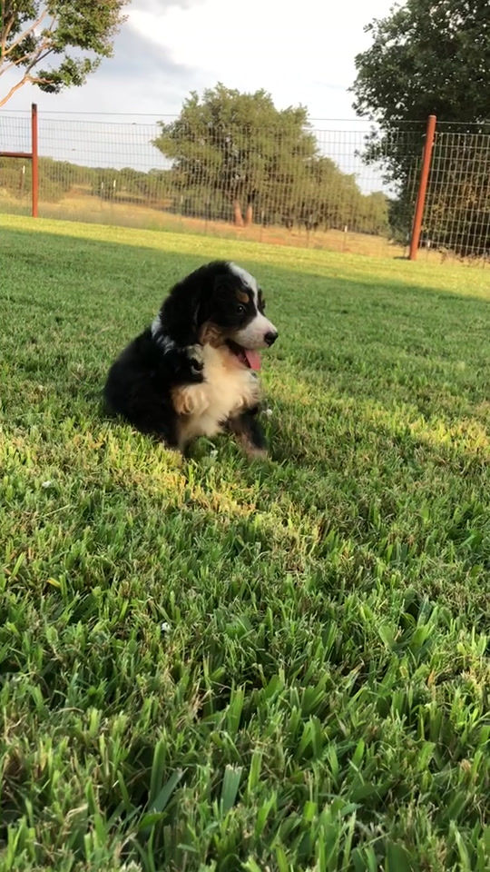 Thumbnail: Frenchie (Reserved)