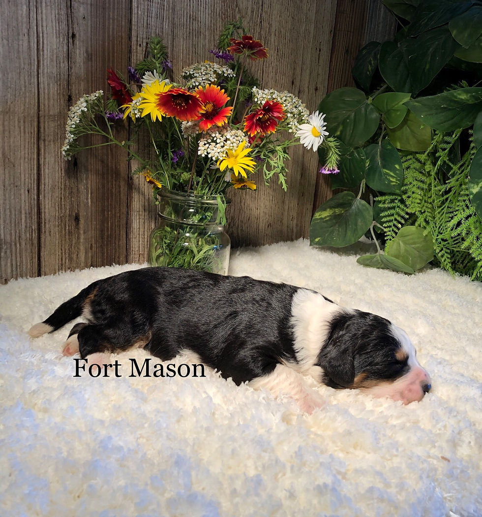 Thumbnail: Roxie (Reserved)