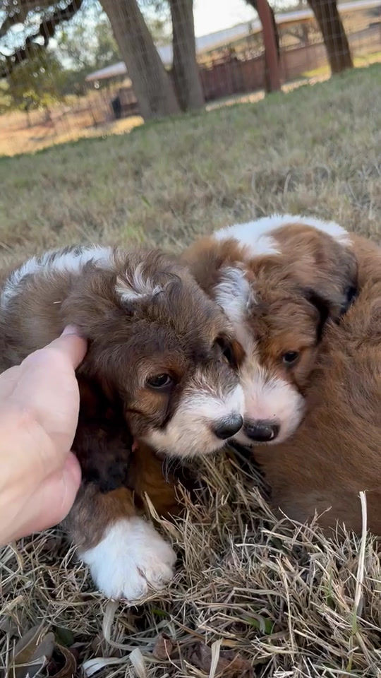 Thumbnail: Ursella (Reserved)