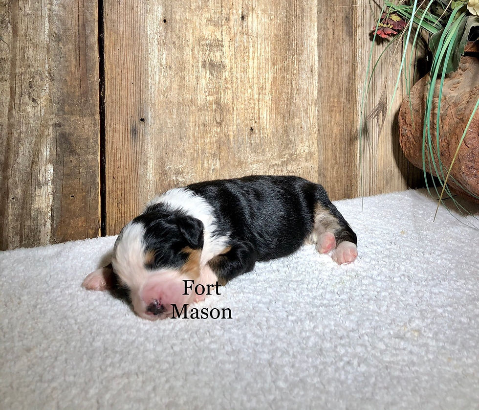Thumbnail: Jethro (Reserved)