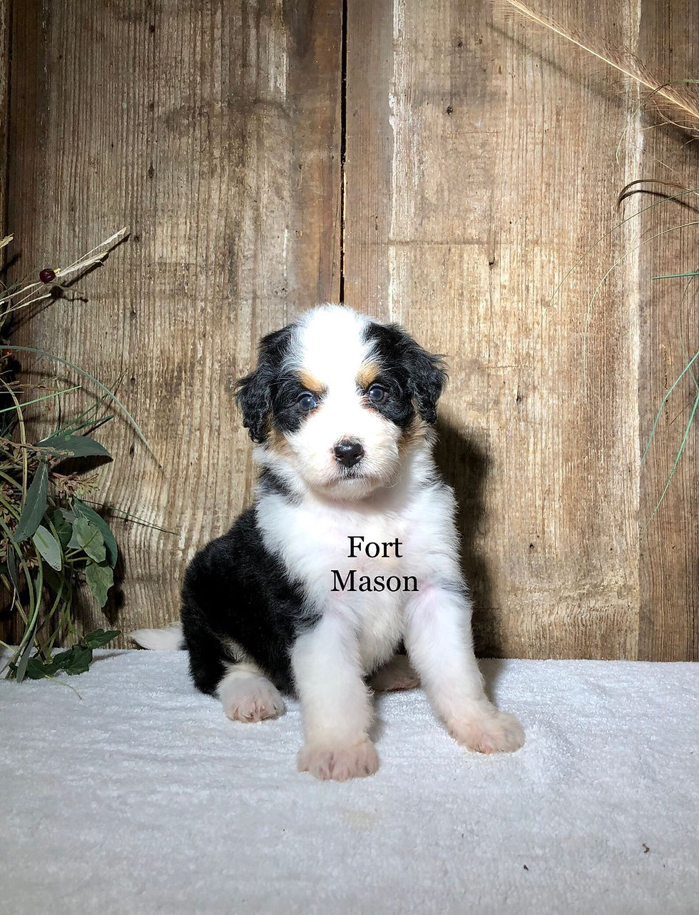 Thumbnail: Hailey (Reserved)