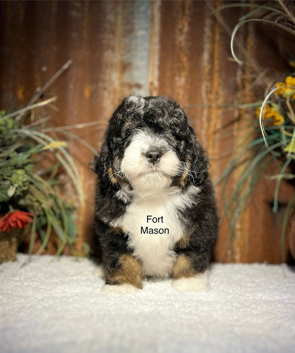 Thumbnail: Teddy (Reserved)
