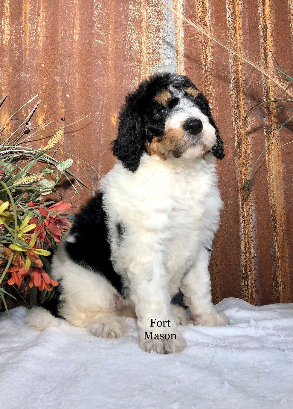 Thumbnail: Lacy (Reserved)