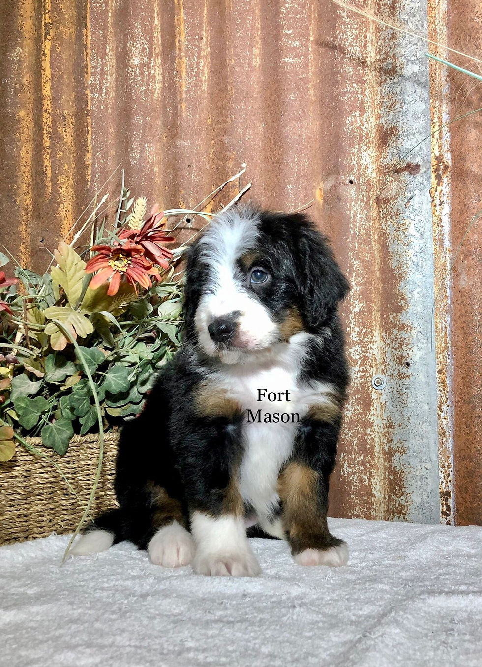 Thumbnail: Ziva (Reserved)
