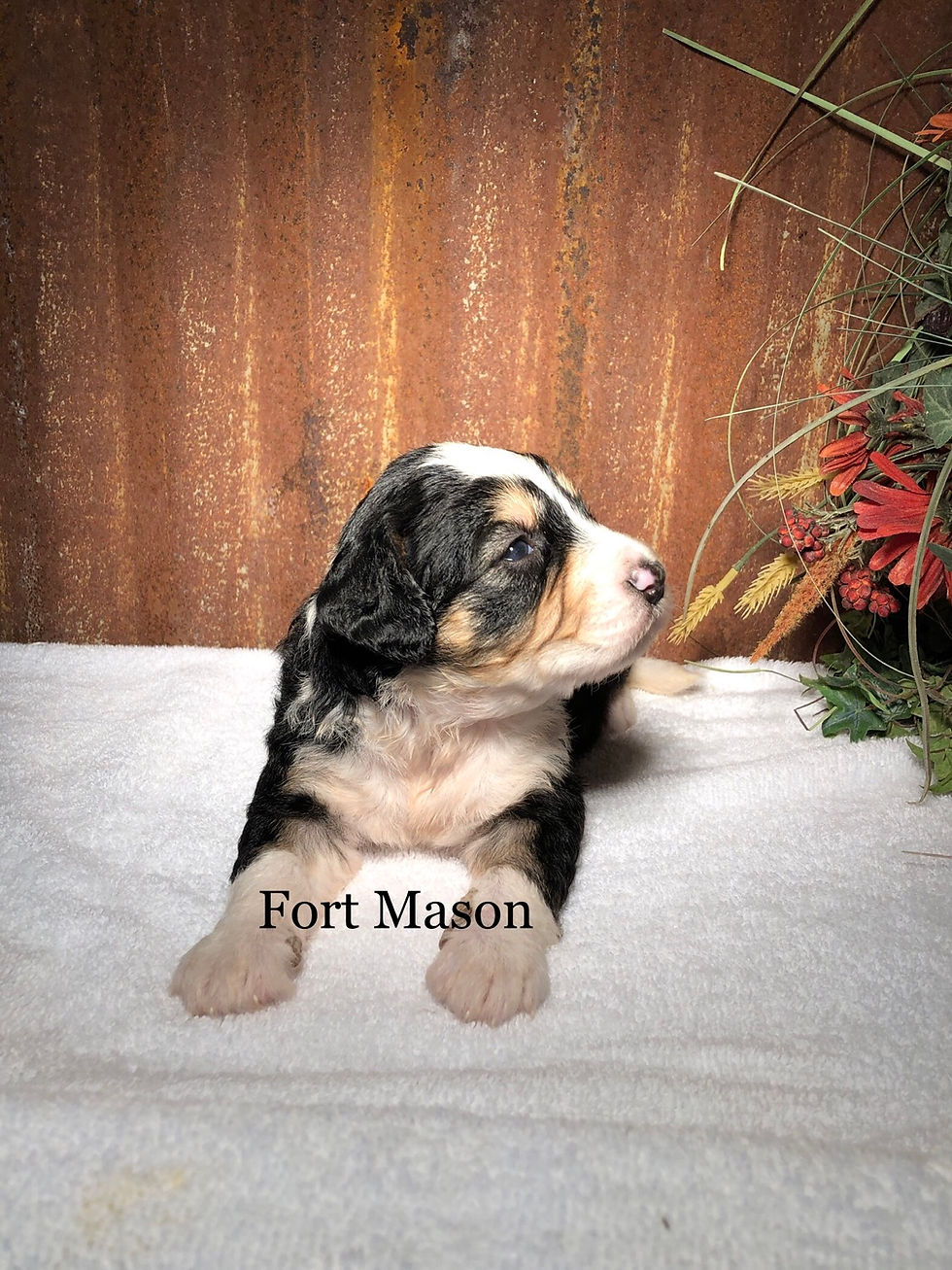 Thumbnail: Sassy (Reserved)