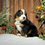 Thumbnail: Huckleberry (Reserved)