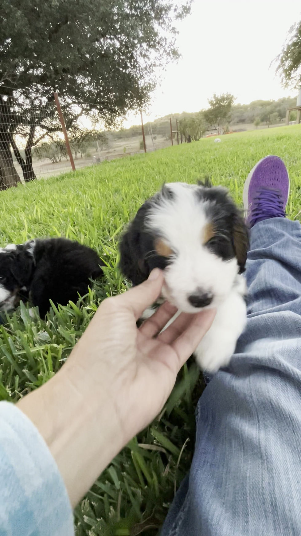 Thumbnail: Beau (Reserved)