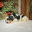 Thumbnail: Abby (Reserved)