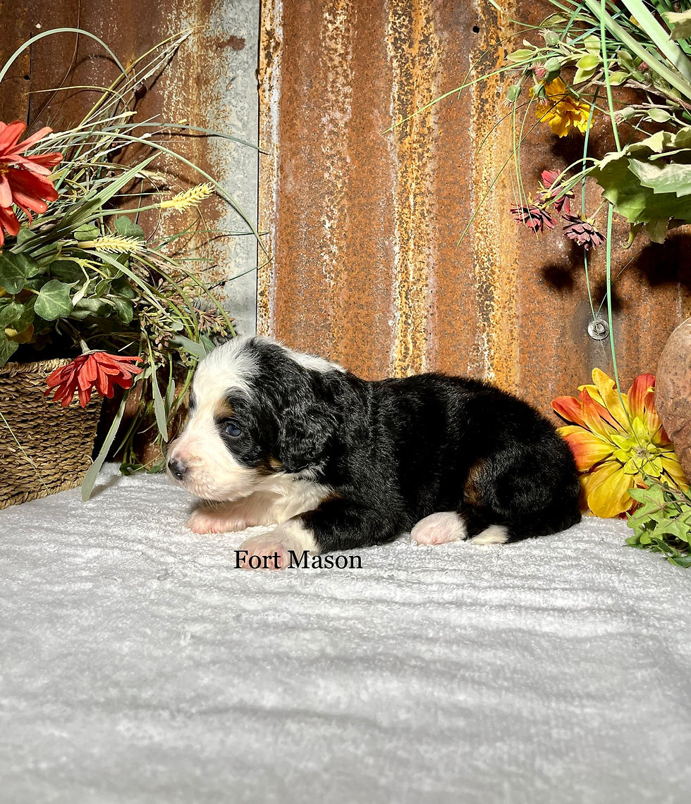 Thumbnail: Callie (Reserved)