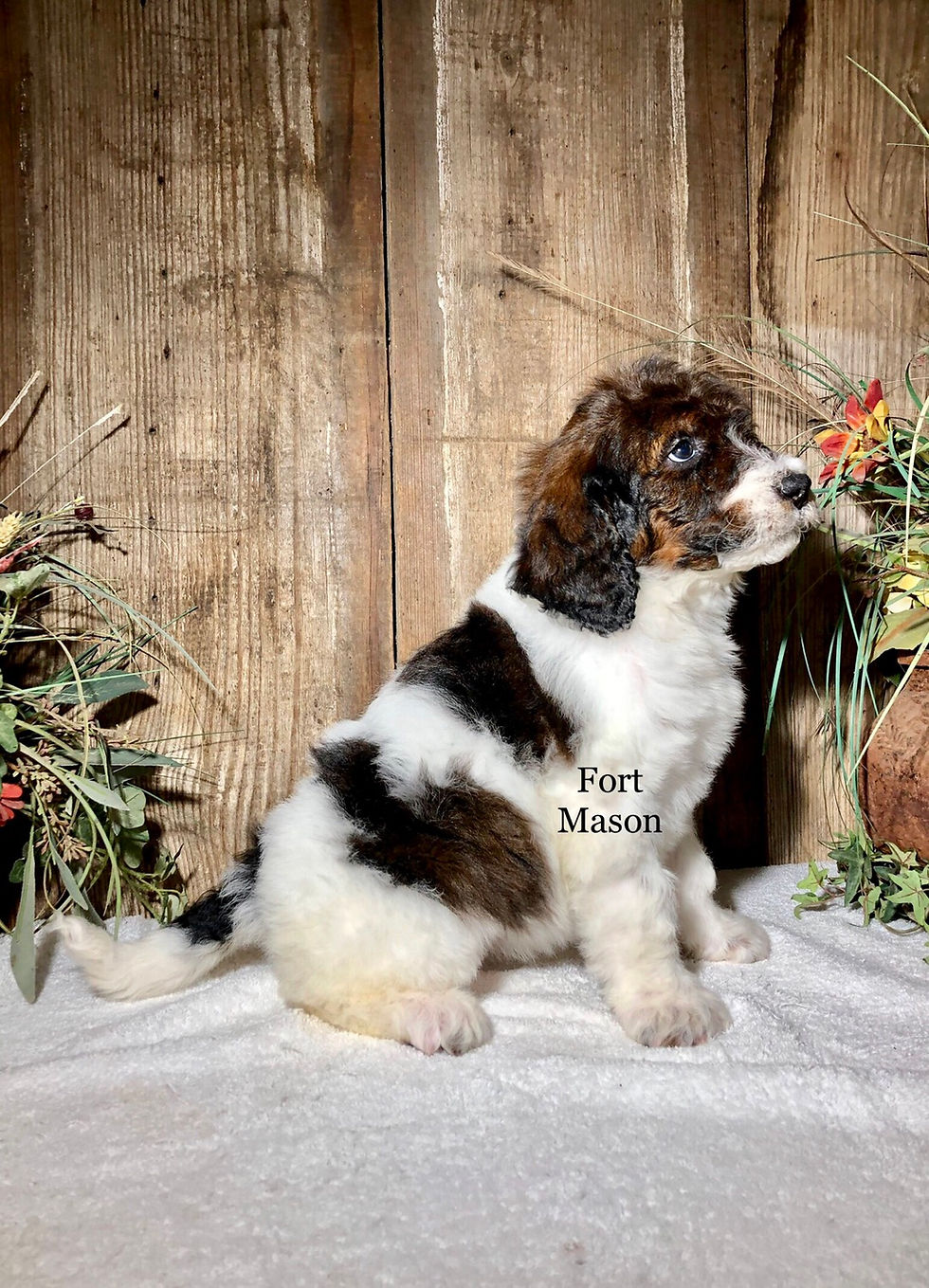 Thumbnail: Molly (Reserved)