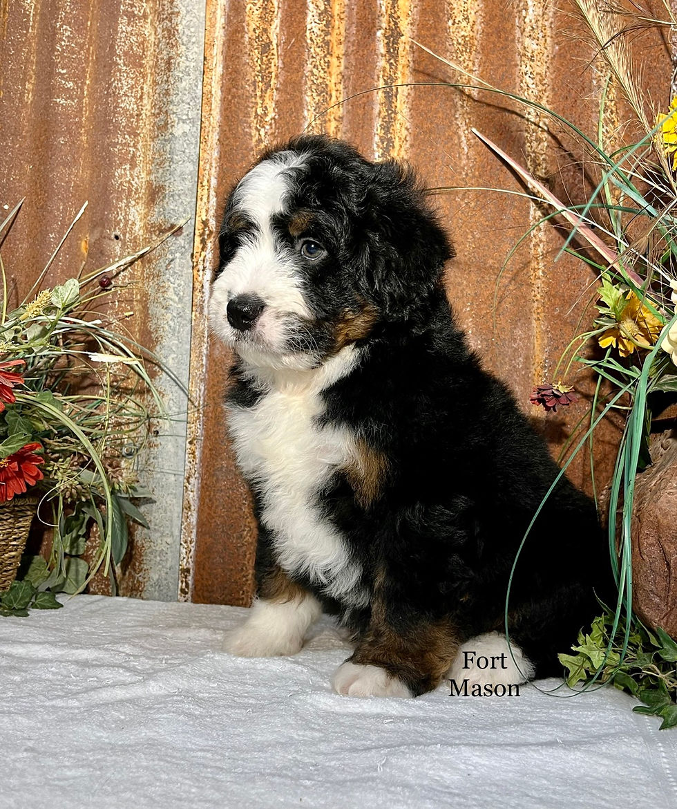Thumbnail: Sebastian (Reserved)