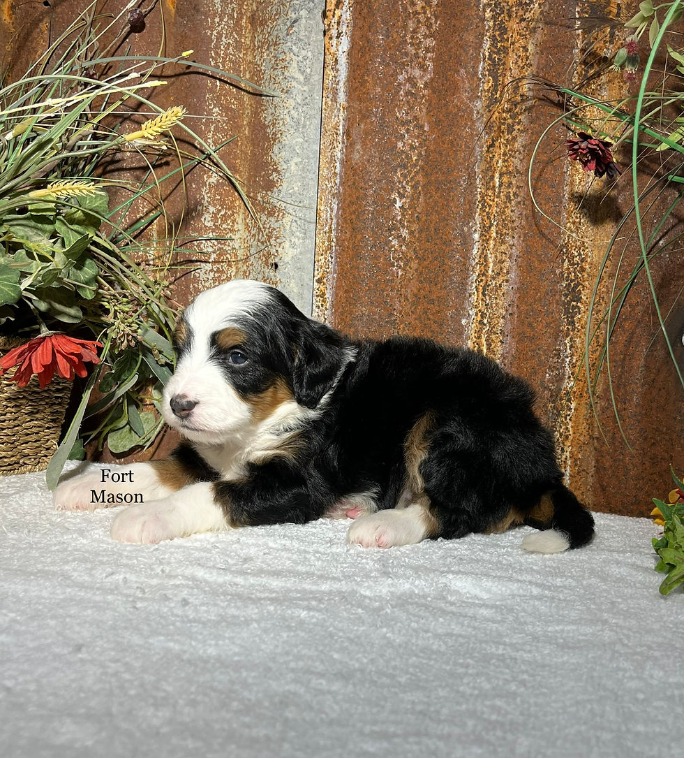 Thumbnail: Gloria (Reserved)