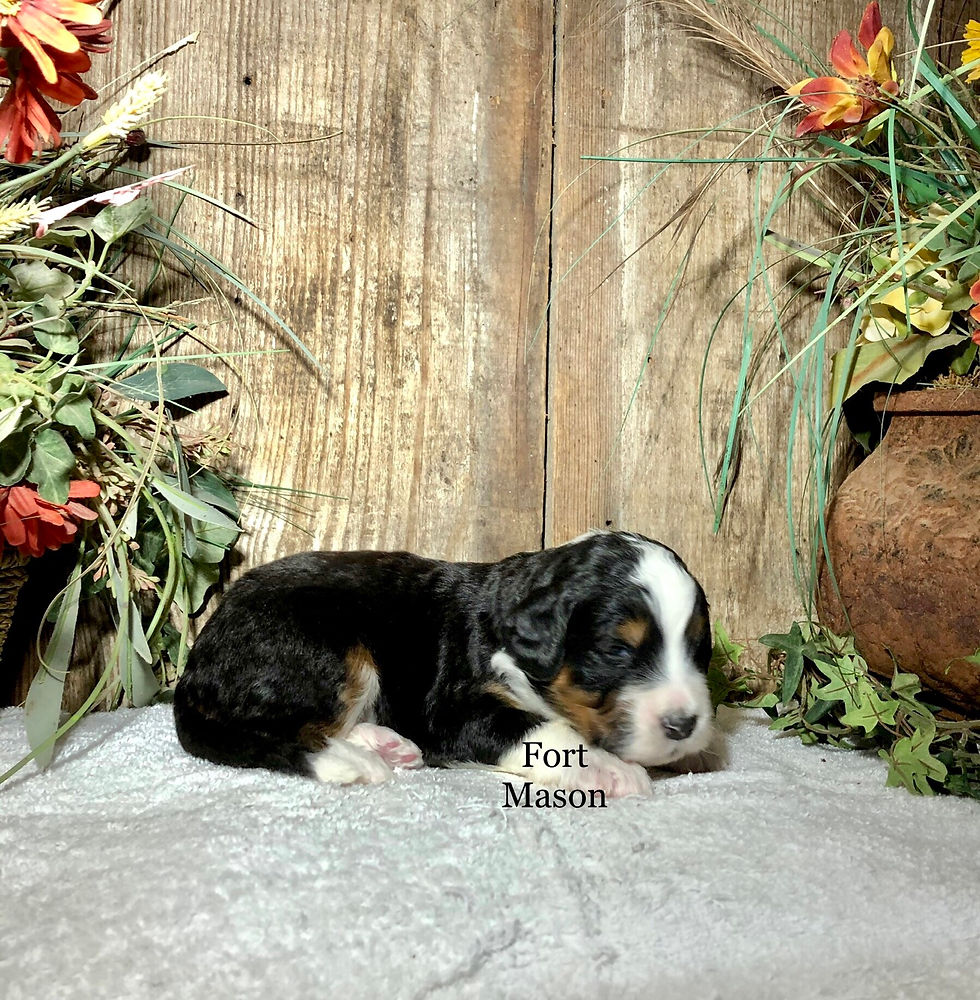 Thumbnail: Quincey (Reserved)