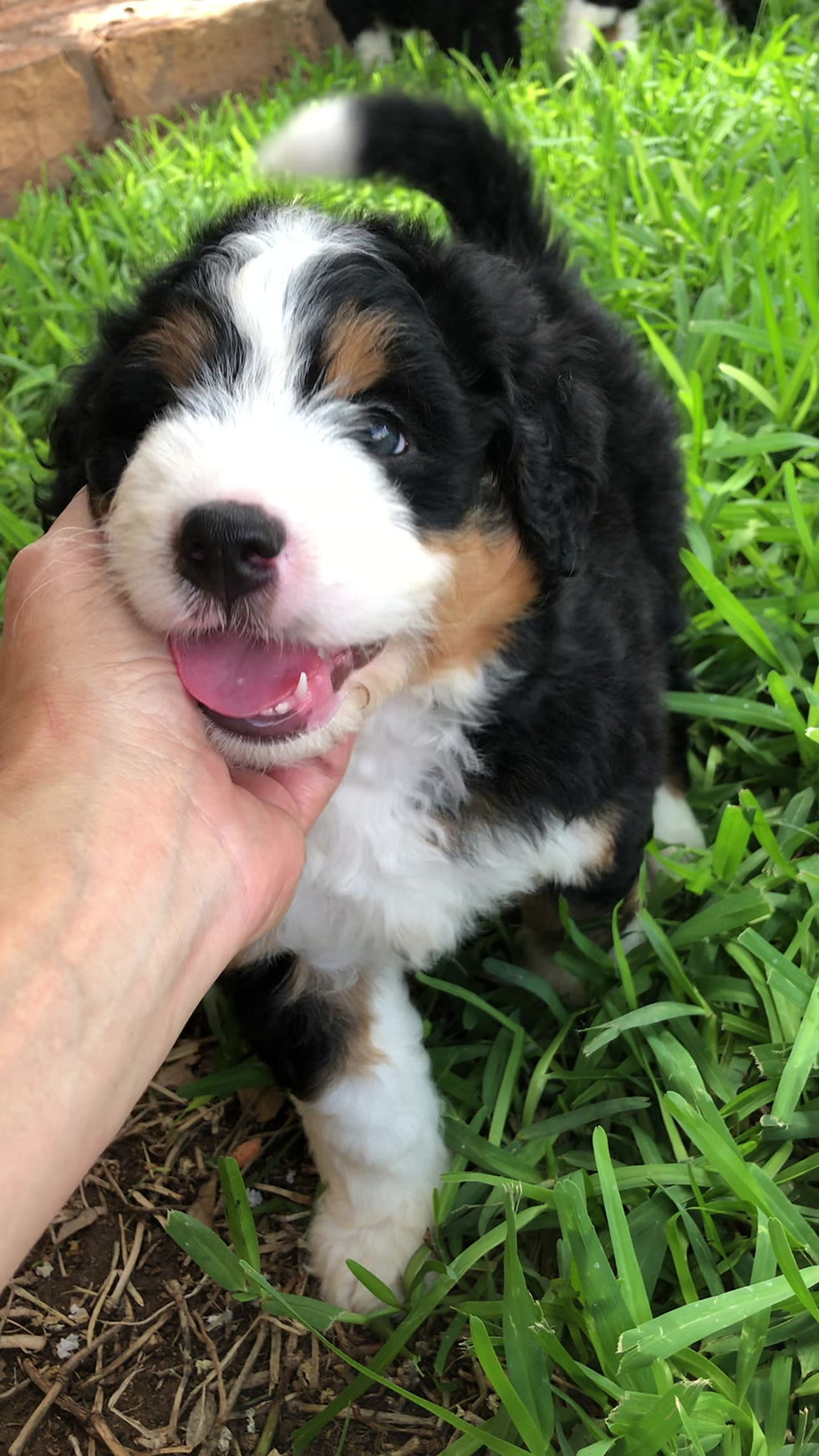 Thumbnail: Bonnie (Reserved)