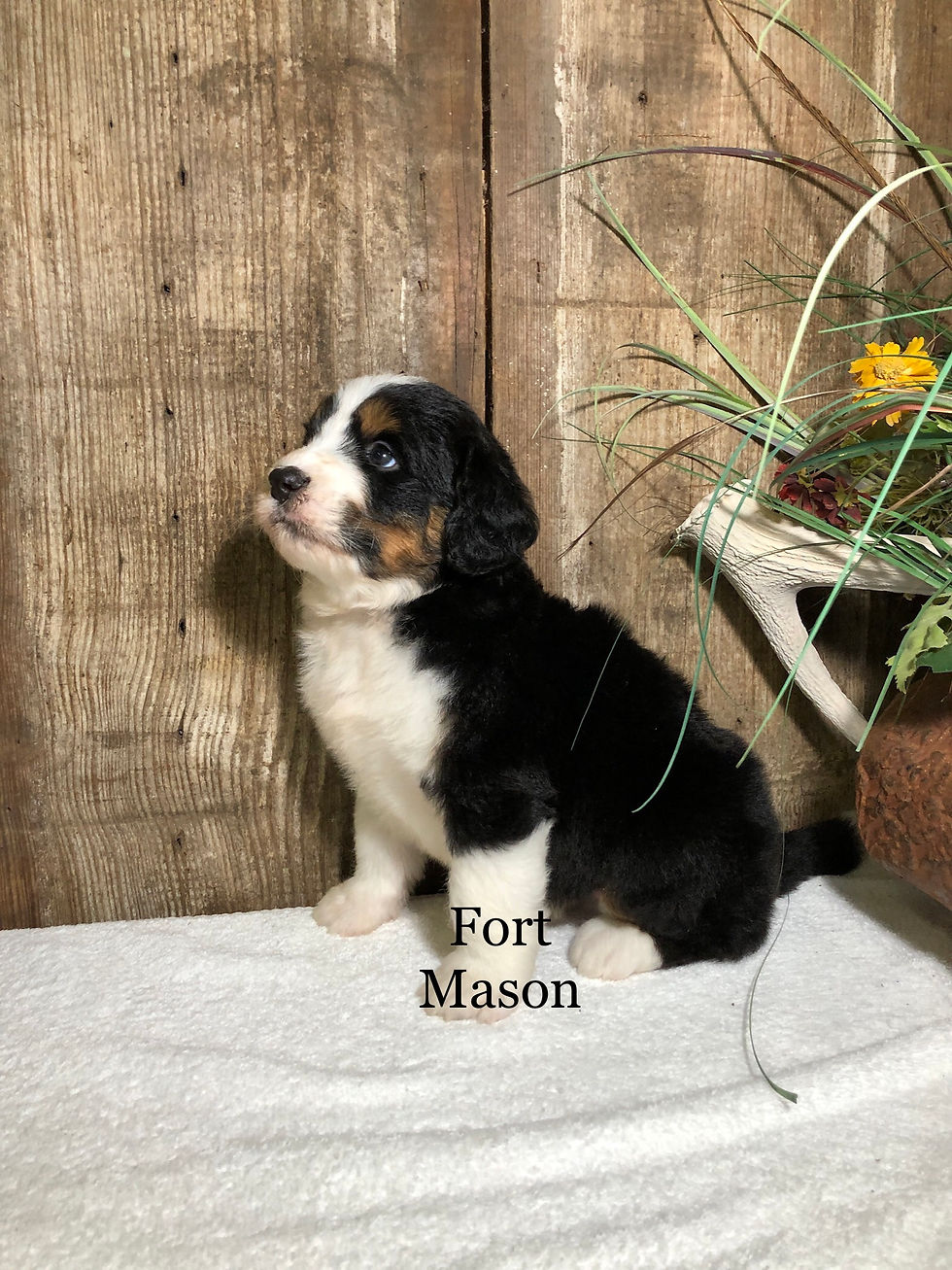 Thumbnail: Tobias (Reserved)