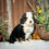 Thumbnail: Chester (Reserved)