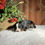 Thumbnail: Lucy (Reserved)