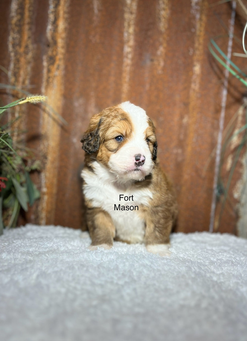 Thumbnail: Mitzi (Reserved)