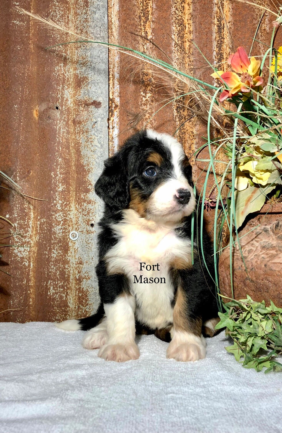 Thumbnail: Dixie (Reserved)