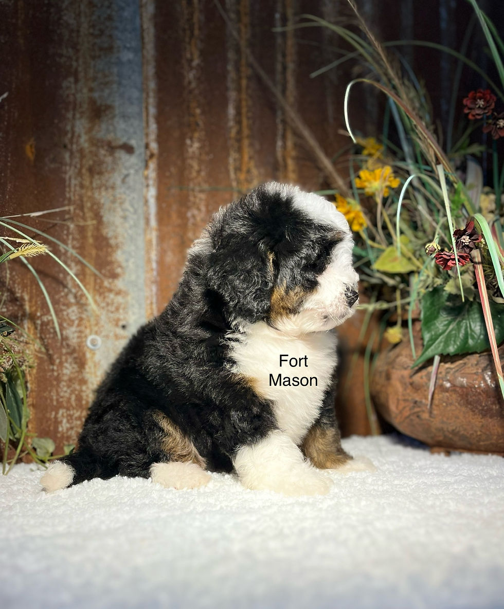 Thumbnail: Tasha (Reserved)