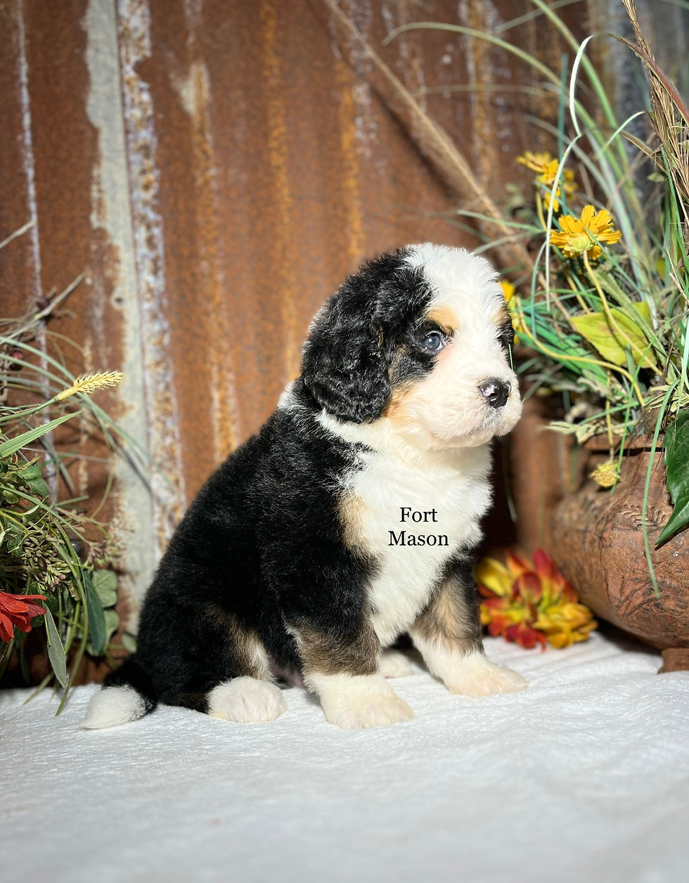 Thumbnail: Chester (Reserved)