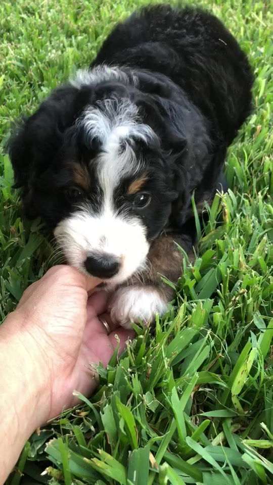 Thumbnail: Fonzie (Reserved)