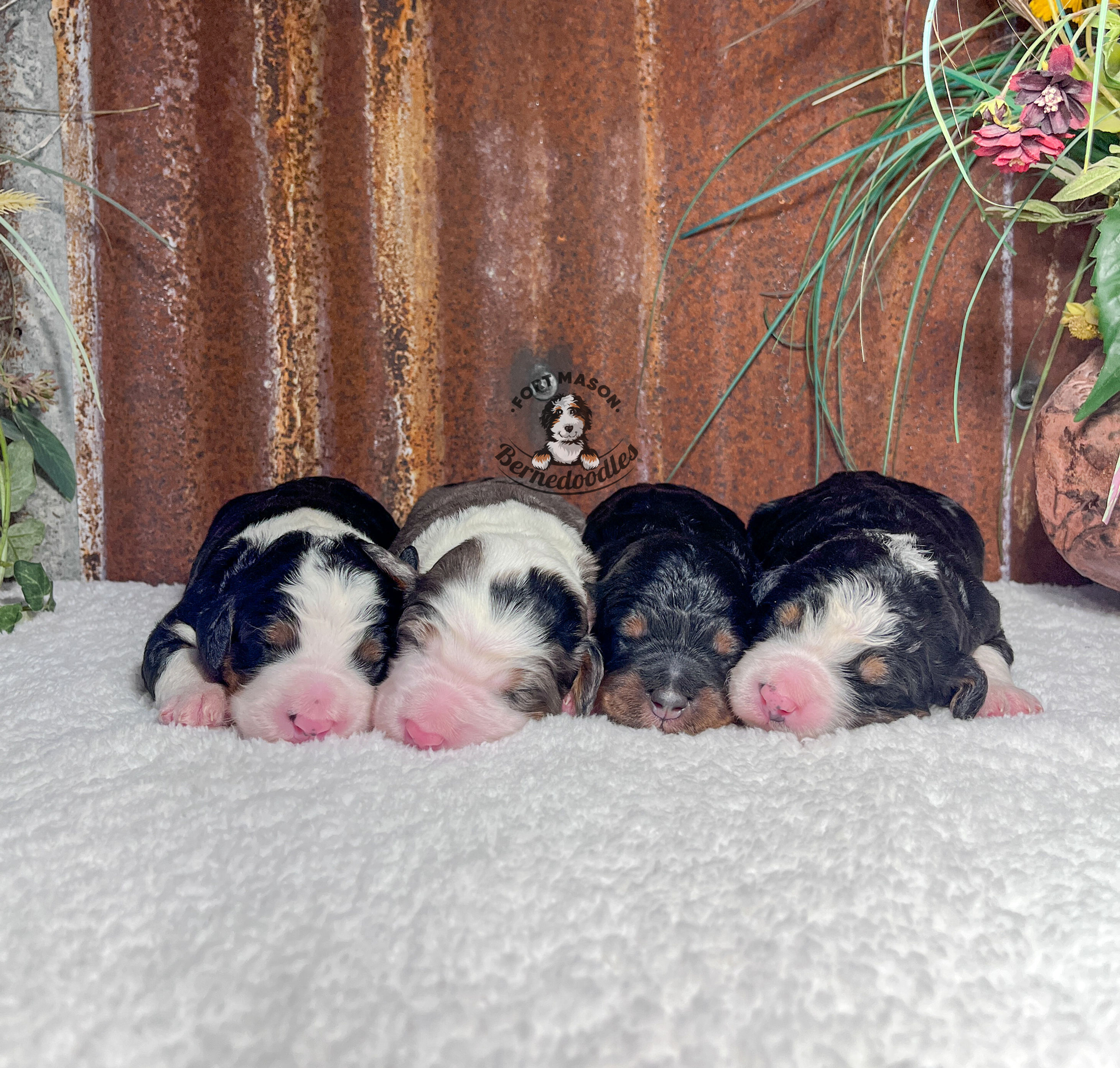 Panda’s Puppies