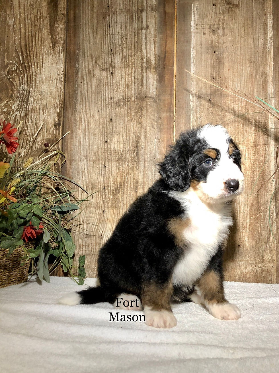 Thumbnail: Duke (Reserved)