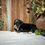 Thumbnail: Ginger (Reserved)