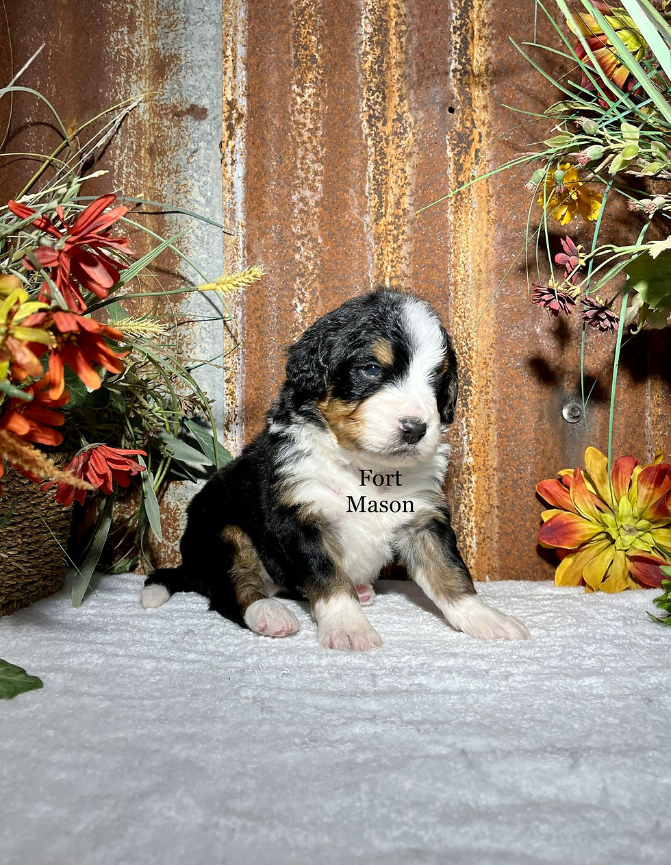 Thumbnail: Champ (Reserved)