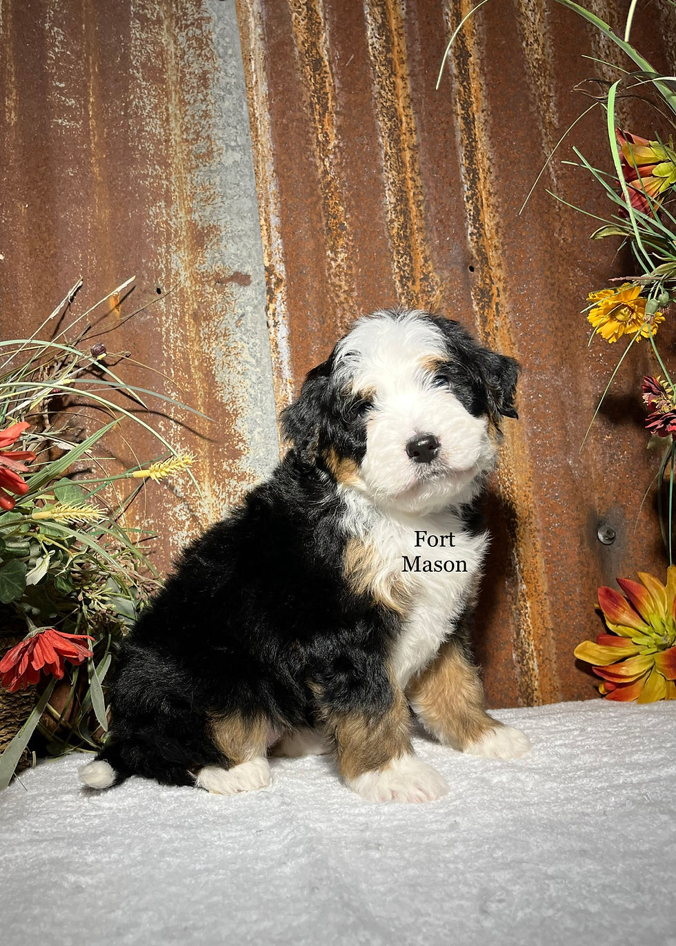 Thumbnail: Ziva (Reserved)