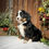 Thumbnail: Gracie (Reserved)