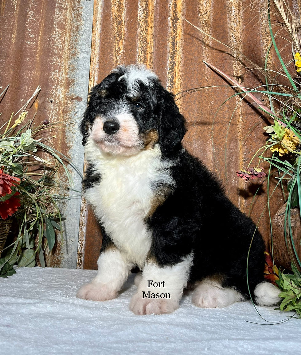 Thumbnail: Tootsie (Reserved)