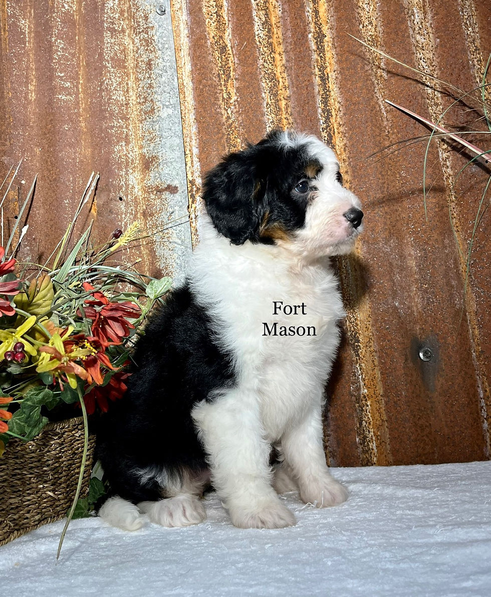 Thumbnail: Sophie (Reserved)