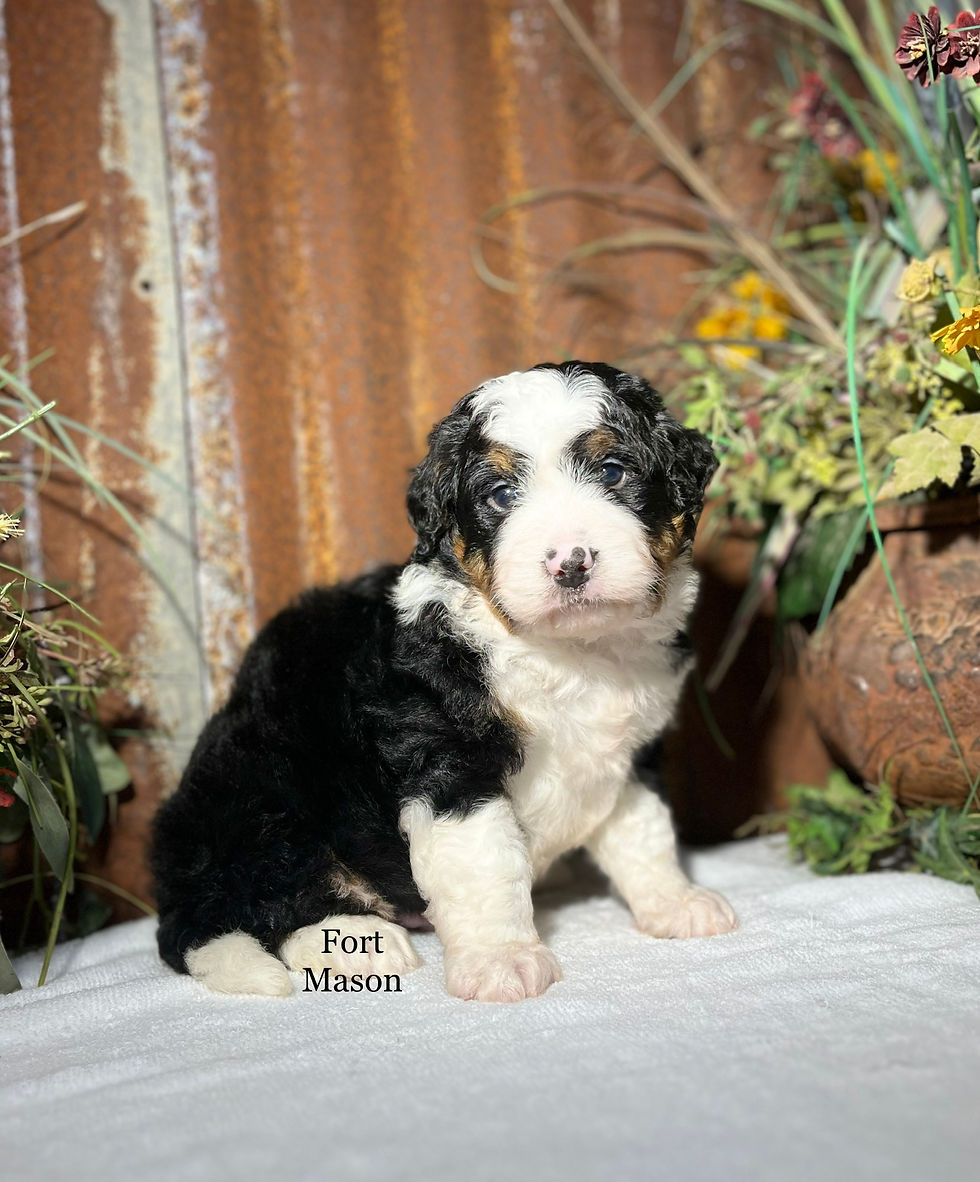 Thumbnail: Willie (Reserved)