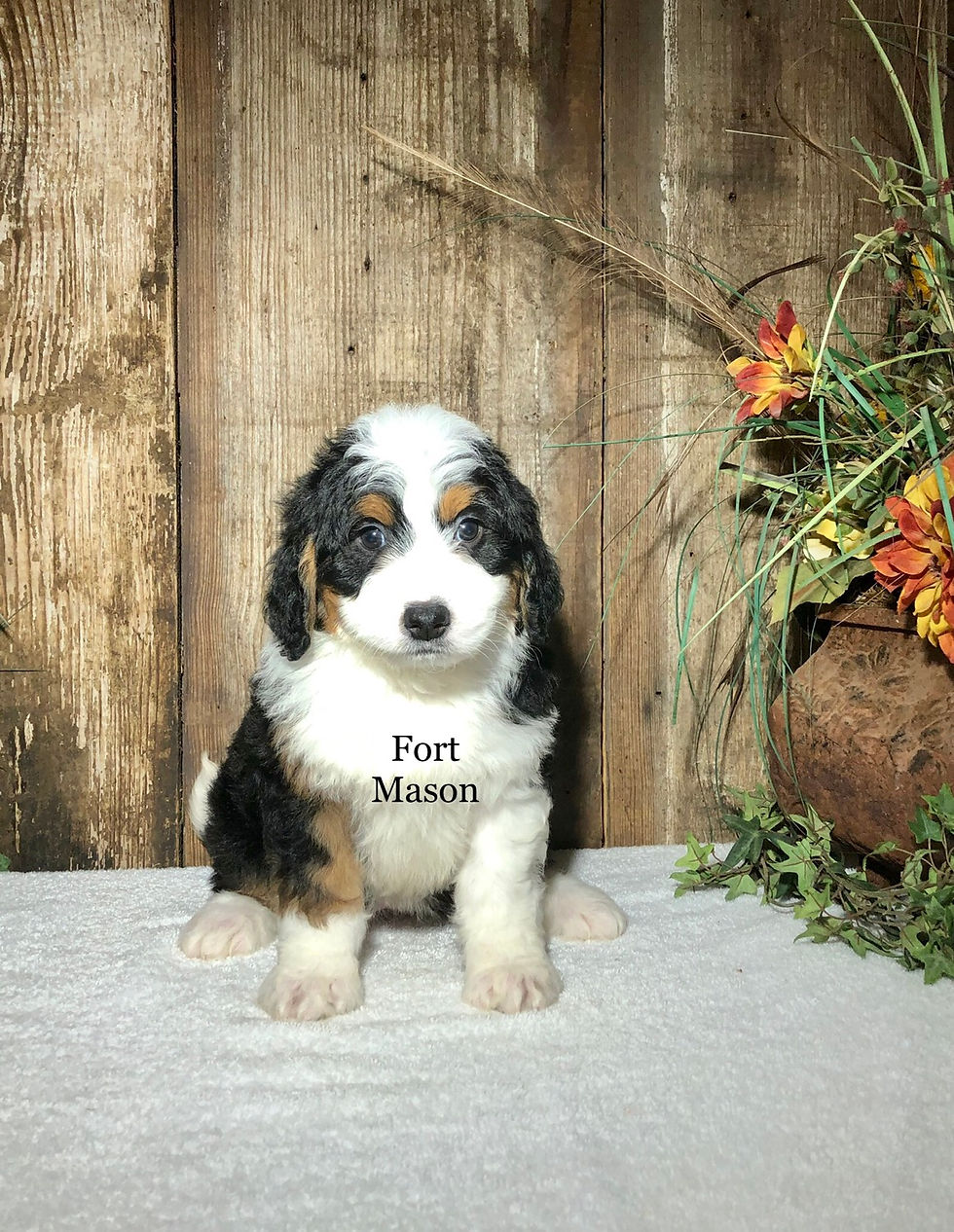 Thumbnail: Oaklie (Reserved)