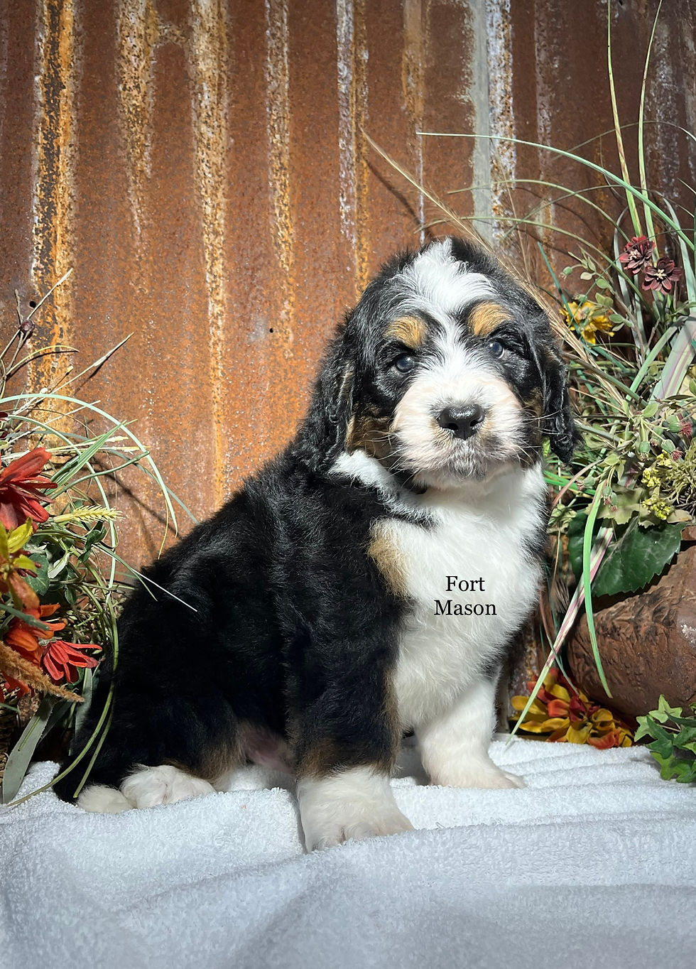 Thumbnail: Rex (Reserved)
