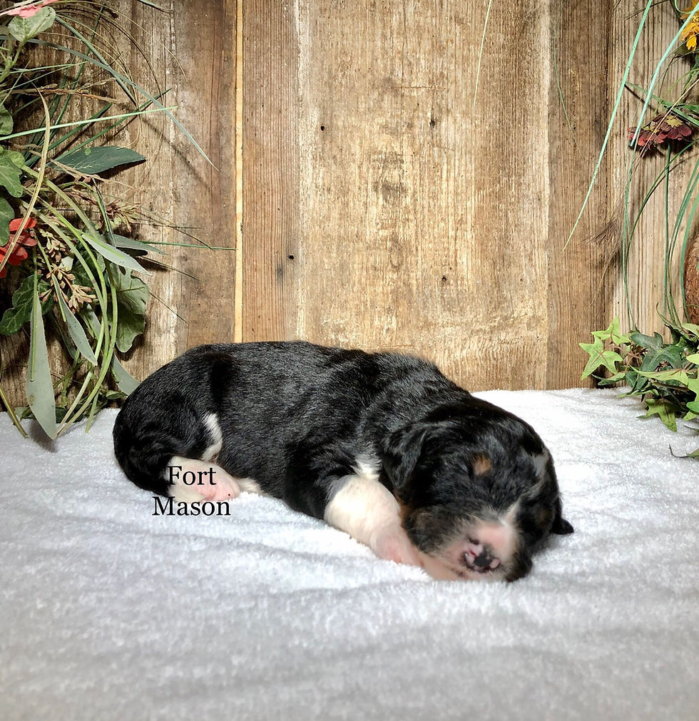 Thumbnail: Lomax (Reserved)