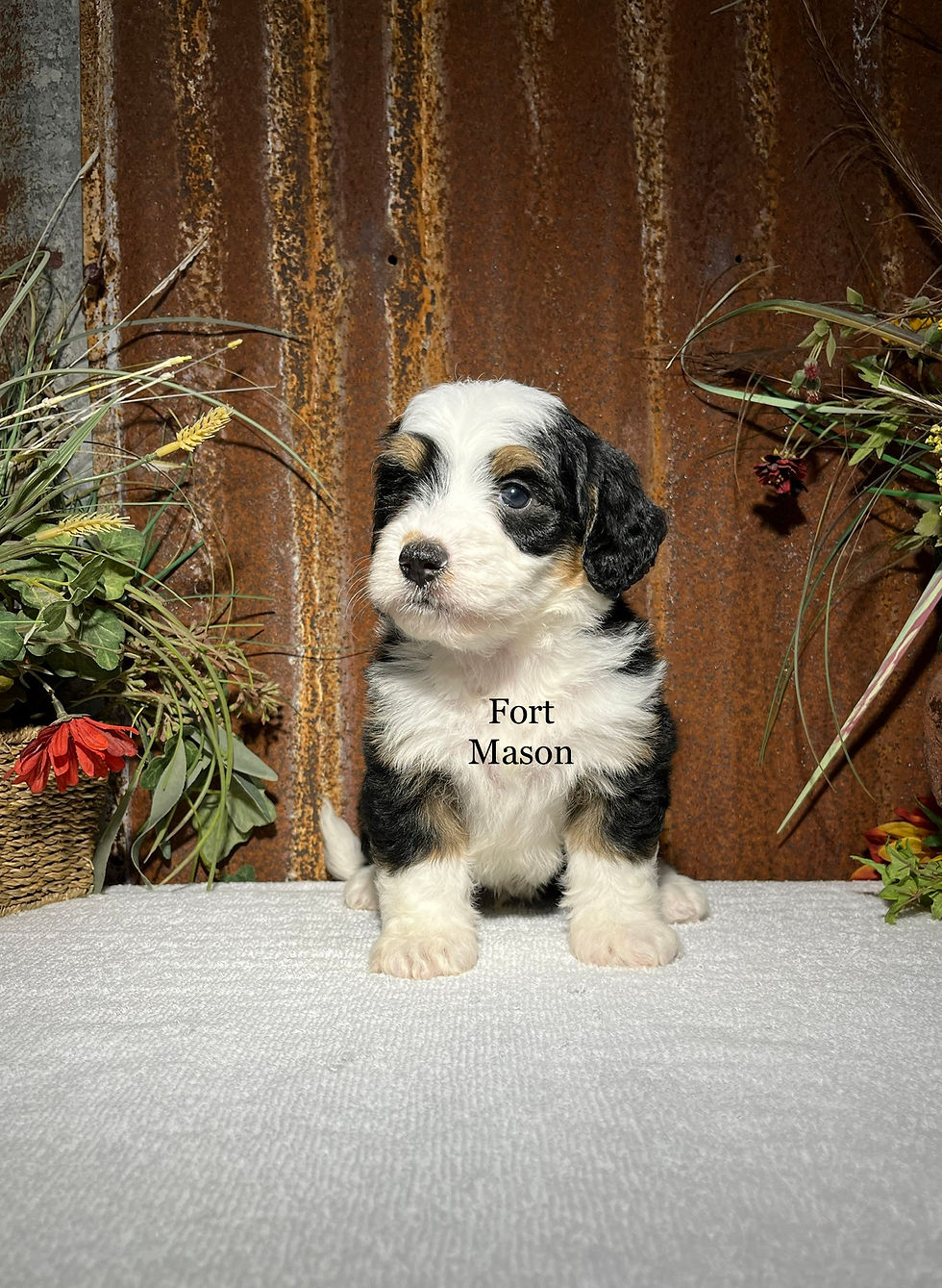 Thumbnail: Gus (Reserved)